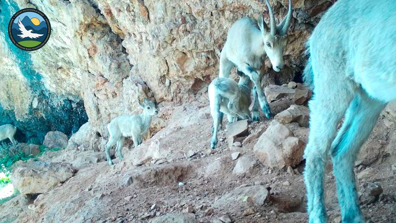 Салкын-Төр жаратылыш паркына орнотулган камераларга тартылган ак илбирстин сүрөтү жарыяланды (фото)