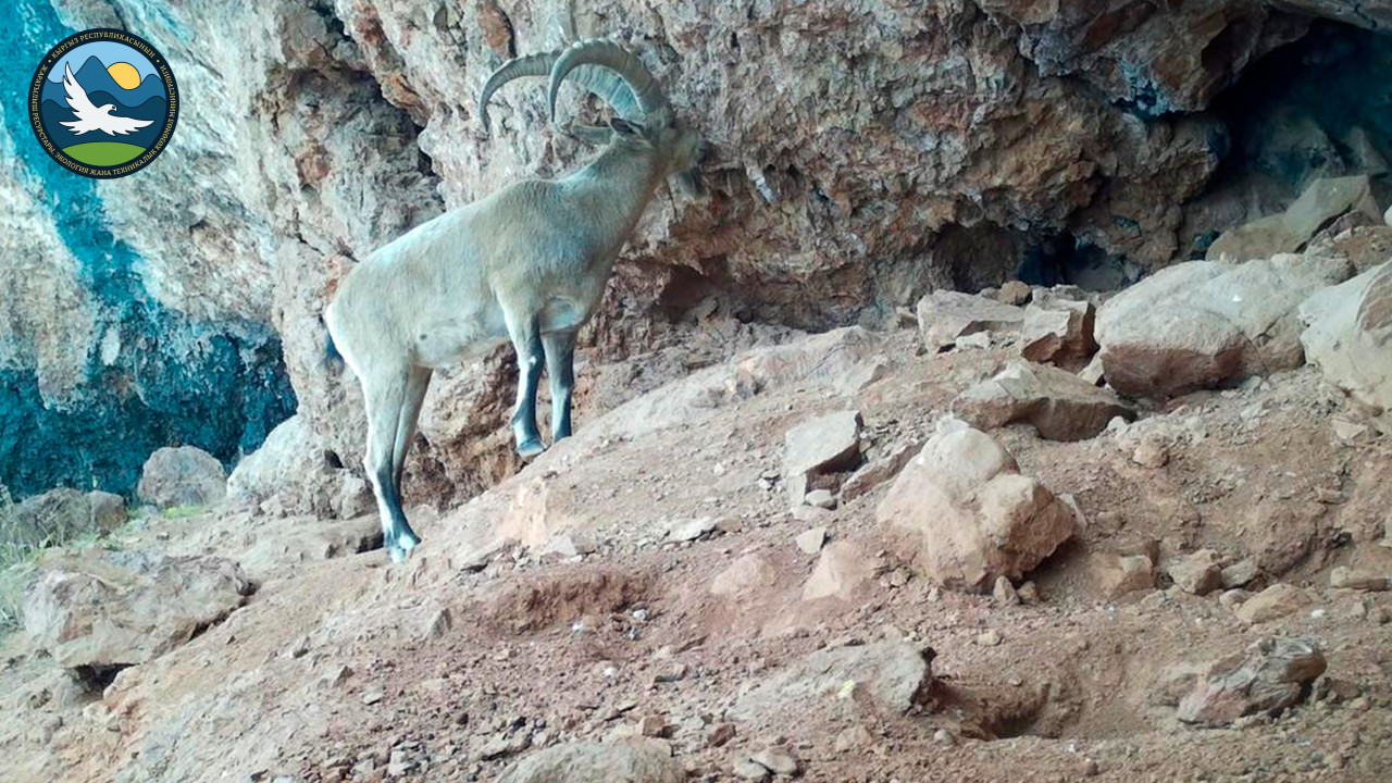 Салкын-Төр жаратылыш паркына орнотулган камераларга тартылган ак илбирстин сүрөтү жарыяланды (фото)